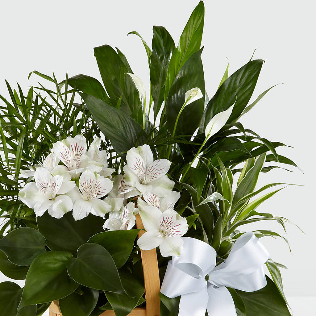 Peace & Serenity Dishgarden – Sugardoll Florist, New York NY