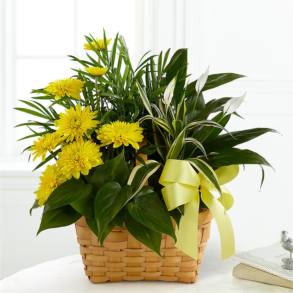 Loving Light Dishgarden – Sugardoll Florist, New York NY