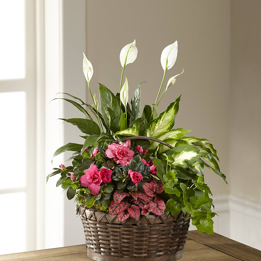 Dream in Pink Dishgarden – Sugardoll Florist, New York NY