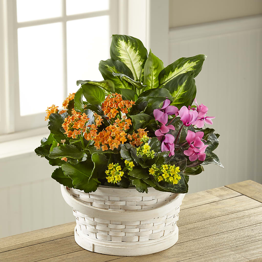 Color Crush Dishgarden – Sugardoll Florist, New York NY