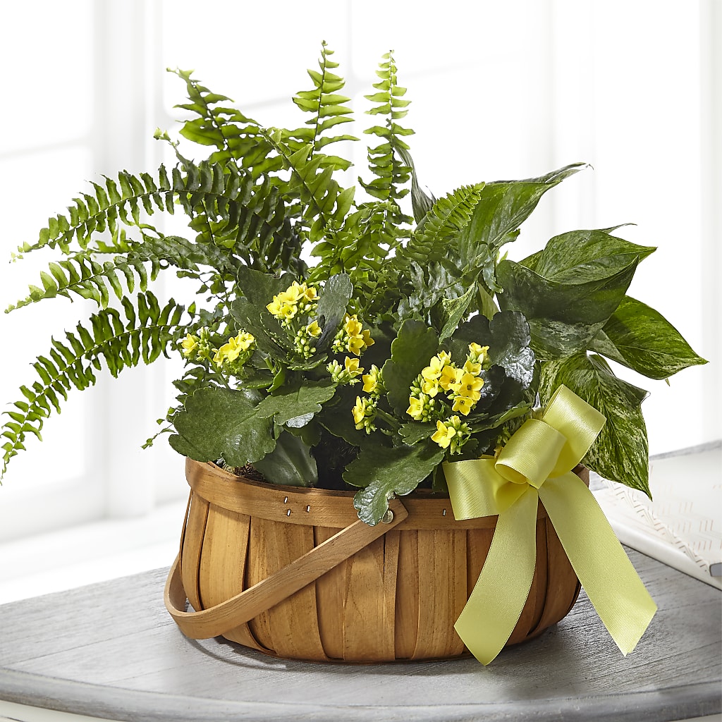 Always Dear Dishgarden – Sugardoll Florist, New York NY