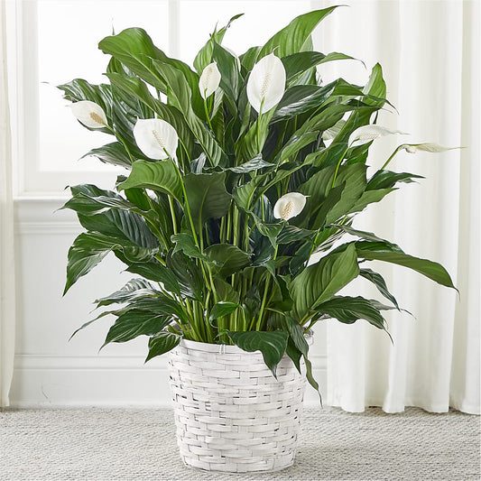 A New Leaf Peace Lily – Sugardoll Florist, New York NY