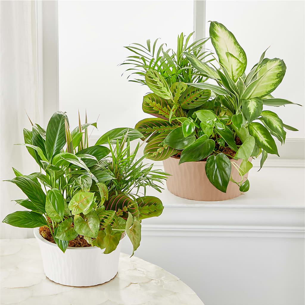 Balance & Harmony Dishgarden – Sugardoll Florist, New York NY