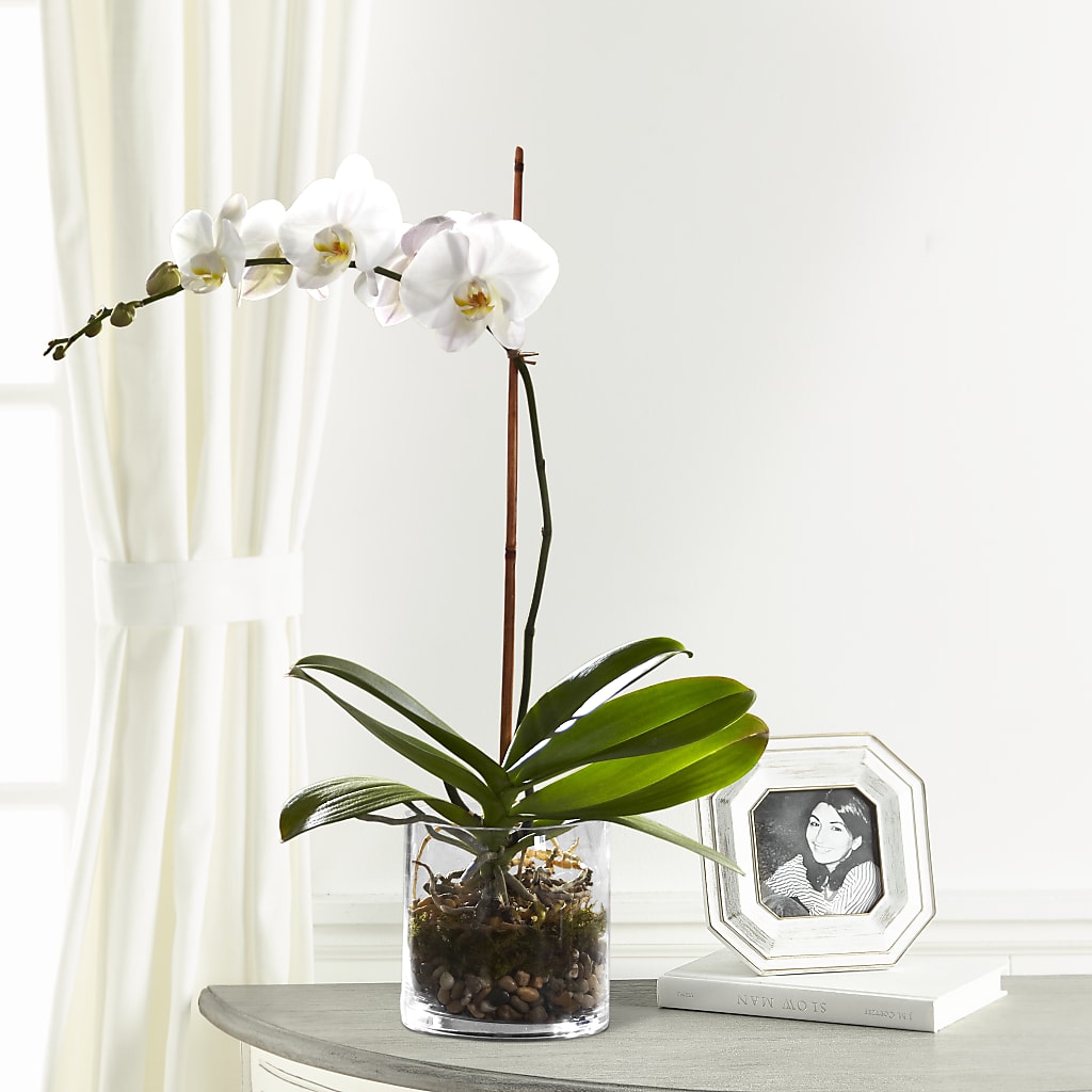 White Orchid Planter – Sugardoll Florist, New York NY