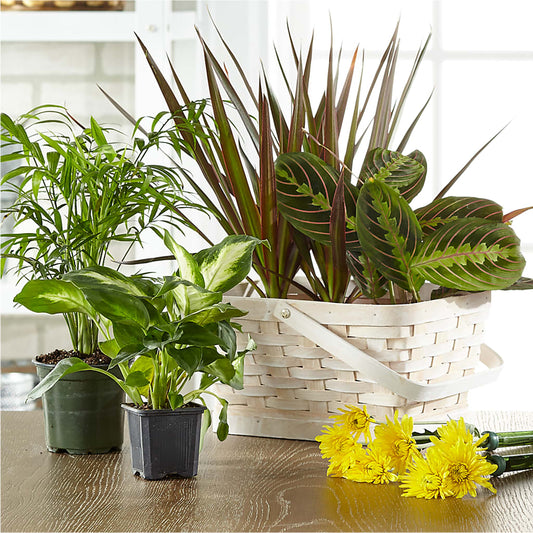 Florist Designed Blooming and Green Plants in a Basket –  Sugardoll Florist, New York NY