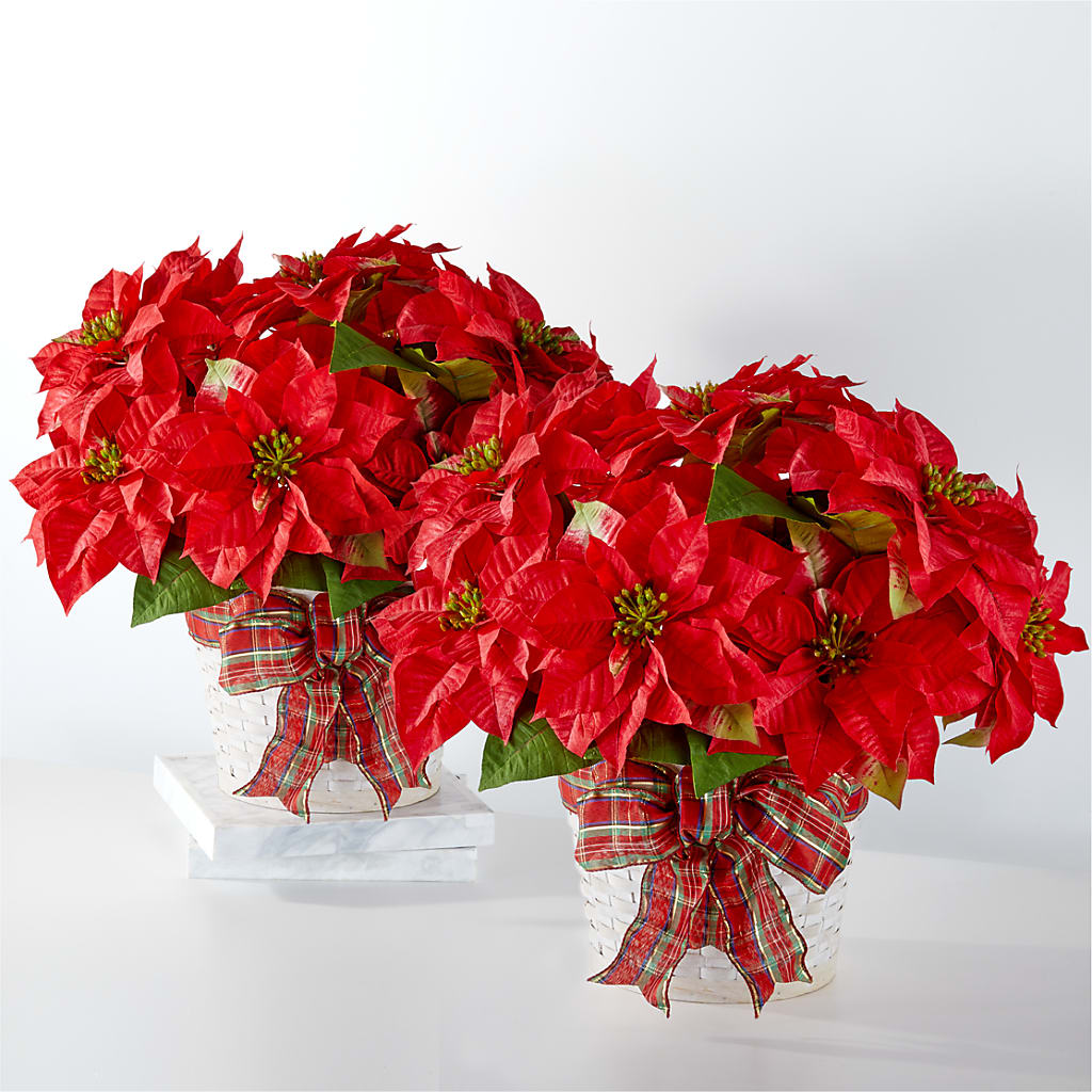 Happiest Holidays Poinsettia Bundle –  Sugardoll Florist, New York NY