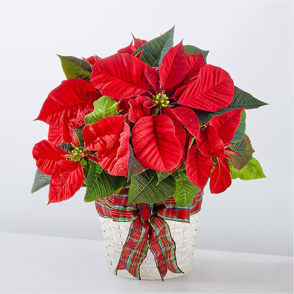 Happiest Holidays Poinsettia –  Sugardoll Florist, New York NY