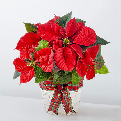 Happiest Holidays Poinsettia –  Sugardoll Florist, New York NY