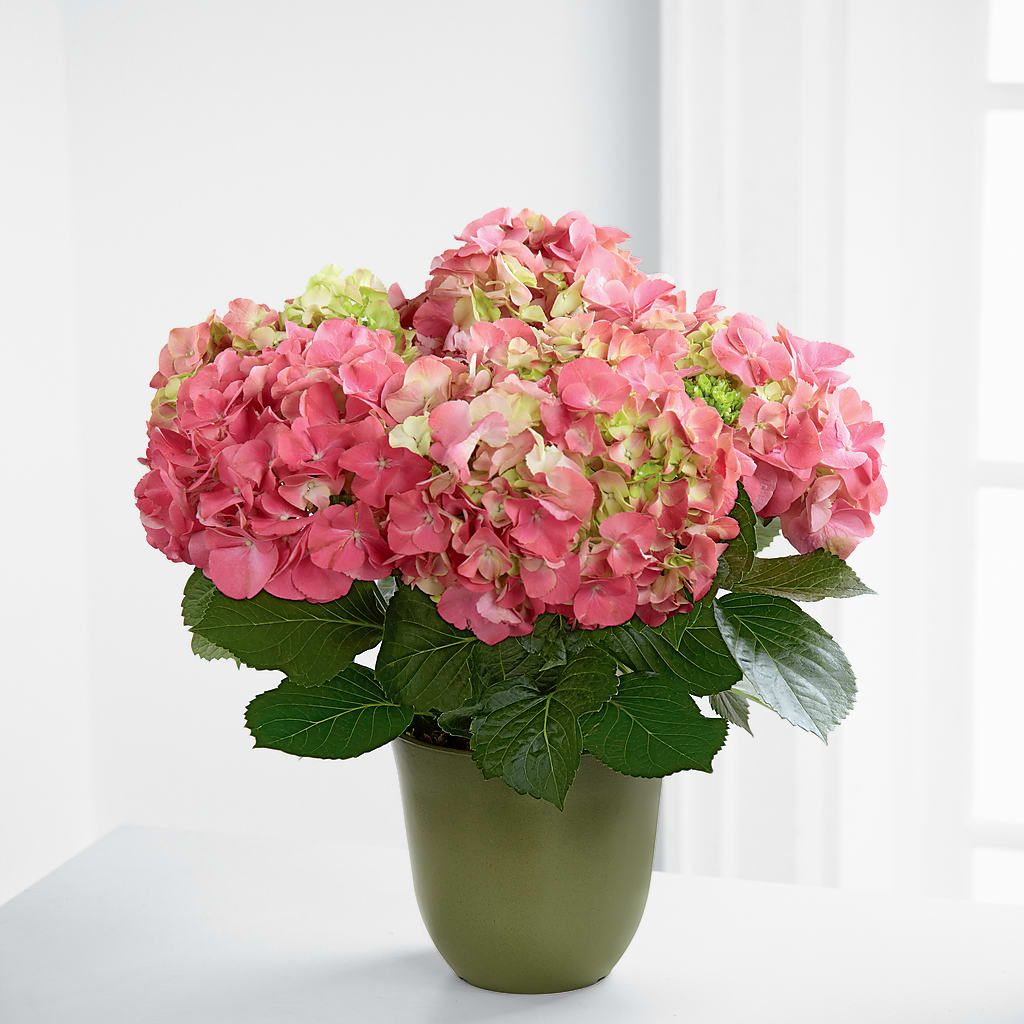 Pink Hydrangea Planter –  Sugardoll Florist, New York NY