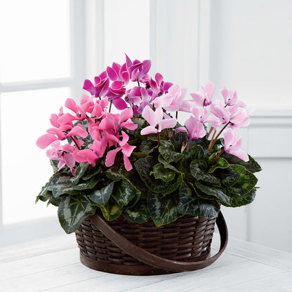 Mixed Cyclamen Planter –  Sugardoll Florist, New York NY