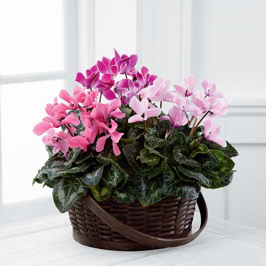 Mixed Cyclamen Planter –  Sugardoll Florist, New York NY