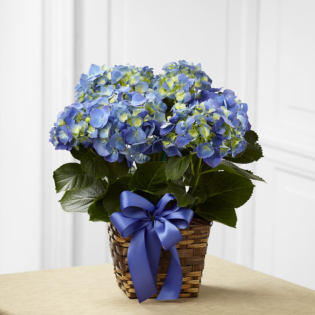 Blue Hydrangea Planter –  Sugardoll Florist, New York NY
