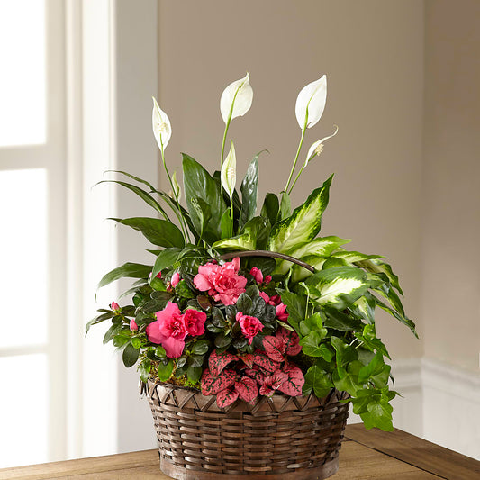 Dream in Pink Dishgarden –  Sugardoll Florist, New York NY