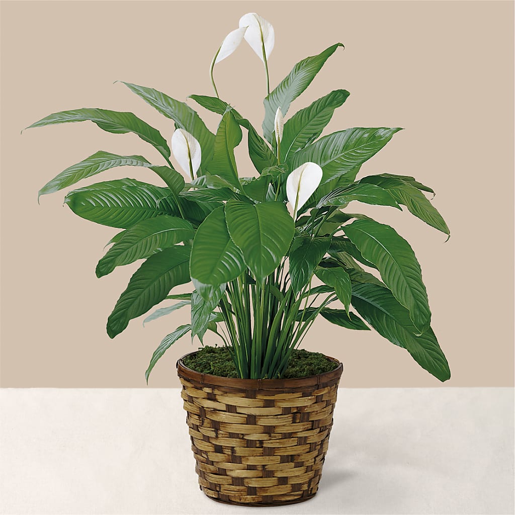 Tranquil Moments Peace Lily Plant –  Sugardoll Florist, New York NY