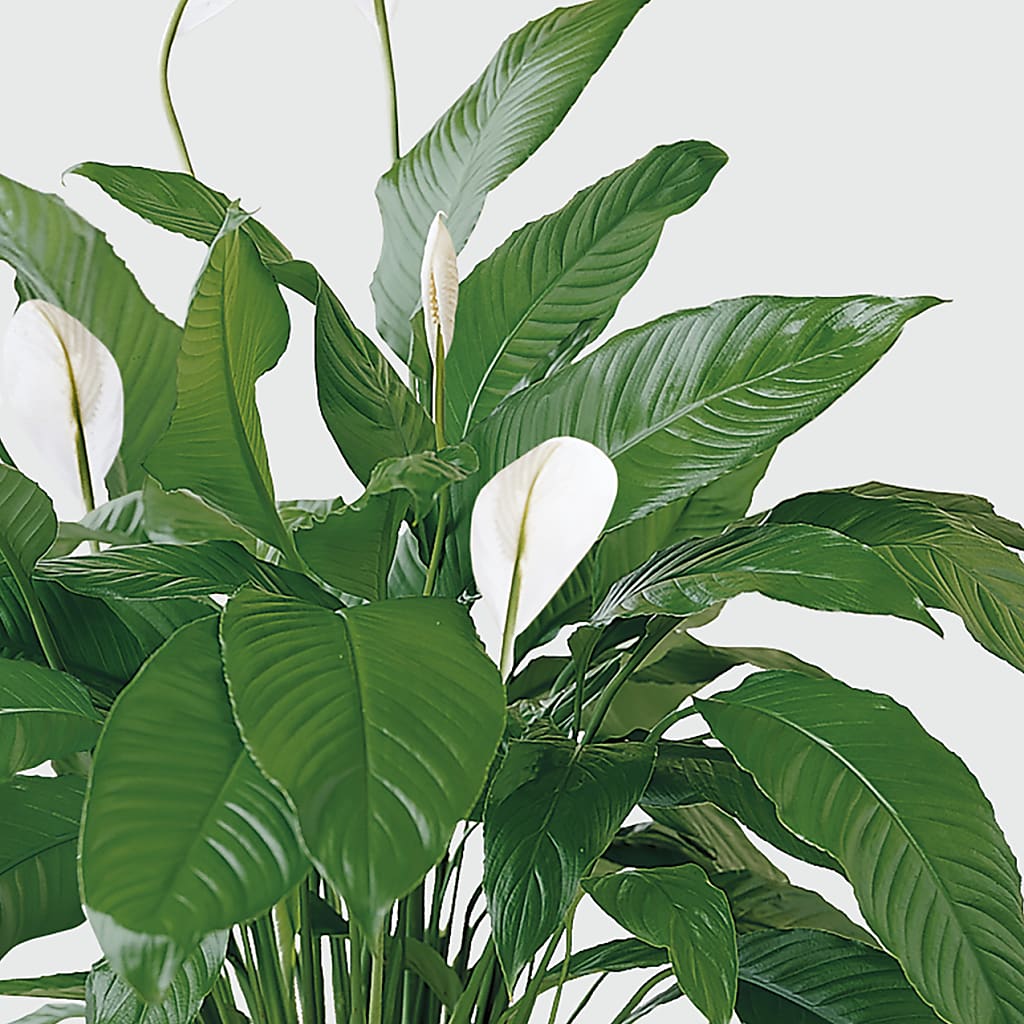 Tranquil Moments Peace Lily Plant –  Sugardoll Florist, New York NY