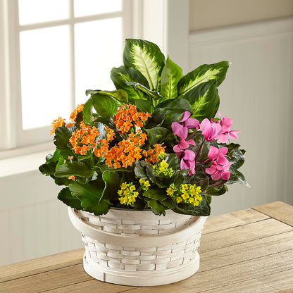 Color Crush Dishgarden –  Sugardoll Florist, New York NY