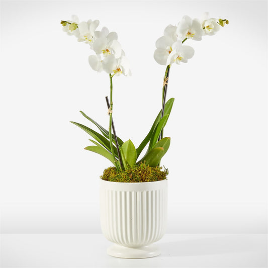 Whispering White Orchid –  Sugardoll Florist, New York NY