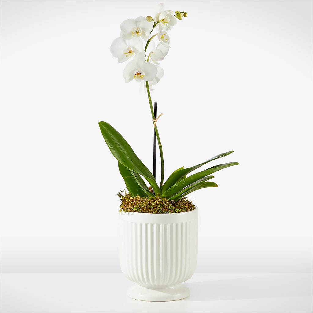 Whispering White Orchid –  Sugardoll Florist, New York NY