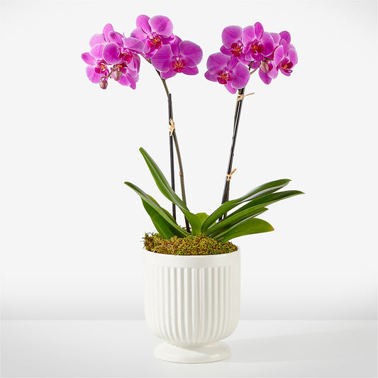 Friendly Fuchsia Orchid –  Sugardoll Florist, New York NY