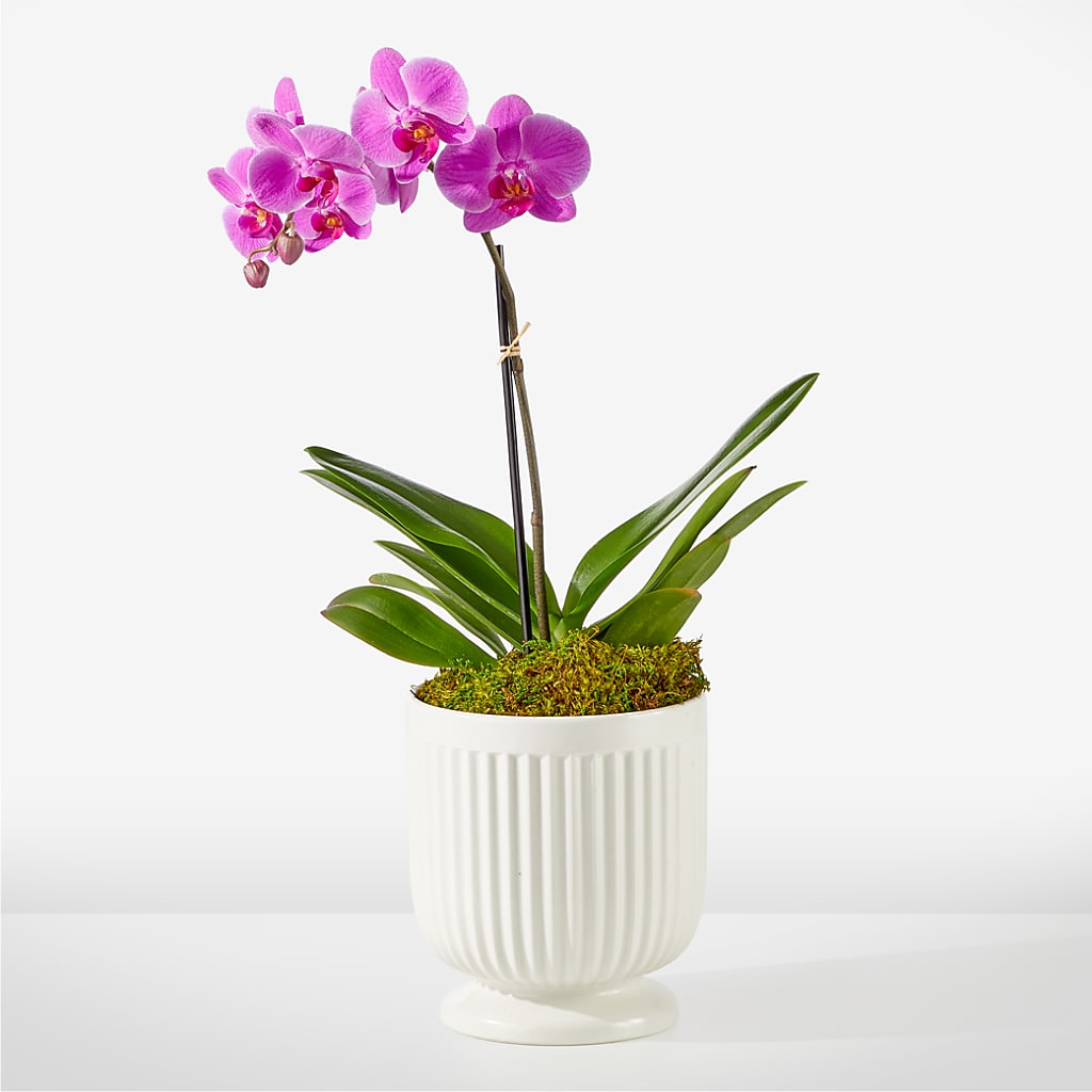Friendly Fuchsia Orchid –  Sugardoll Florist, New York NY