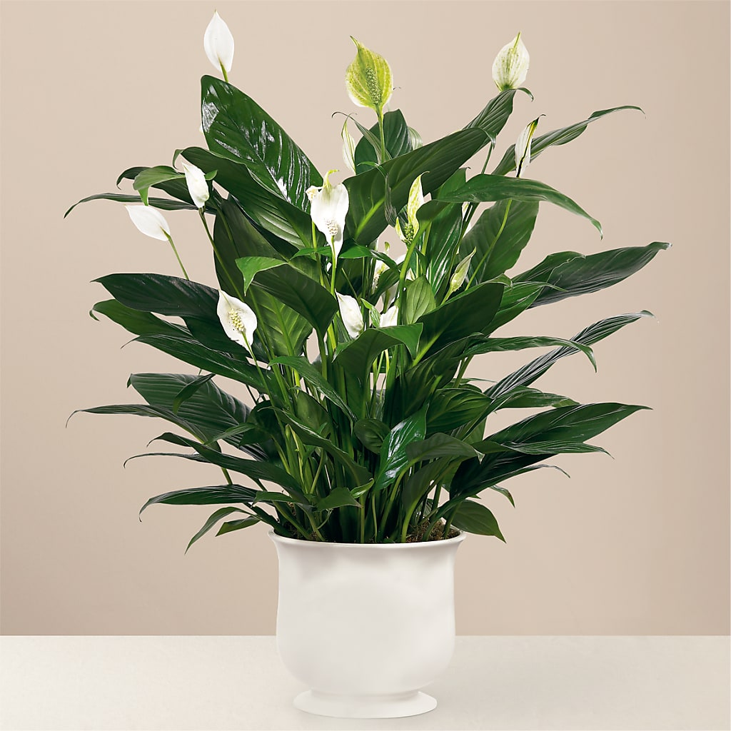 Comfort Planter –  Sugardoll Florist, New York NY