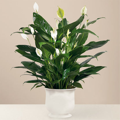 Comfort Planter –  Sugardoll Florist, New York NY