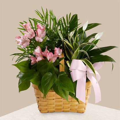 Living Spirit Dishgarden –  Sugardoll Florist, New York NY