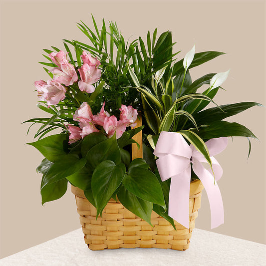Living Spirit Dishgarden –  Sugardoll Florist, New York NY