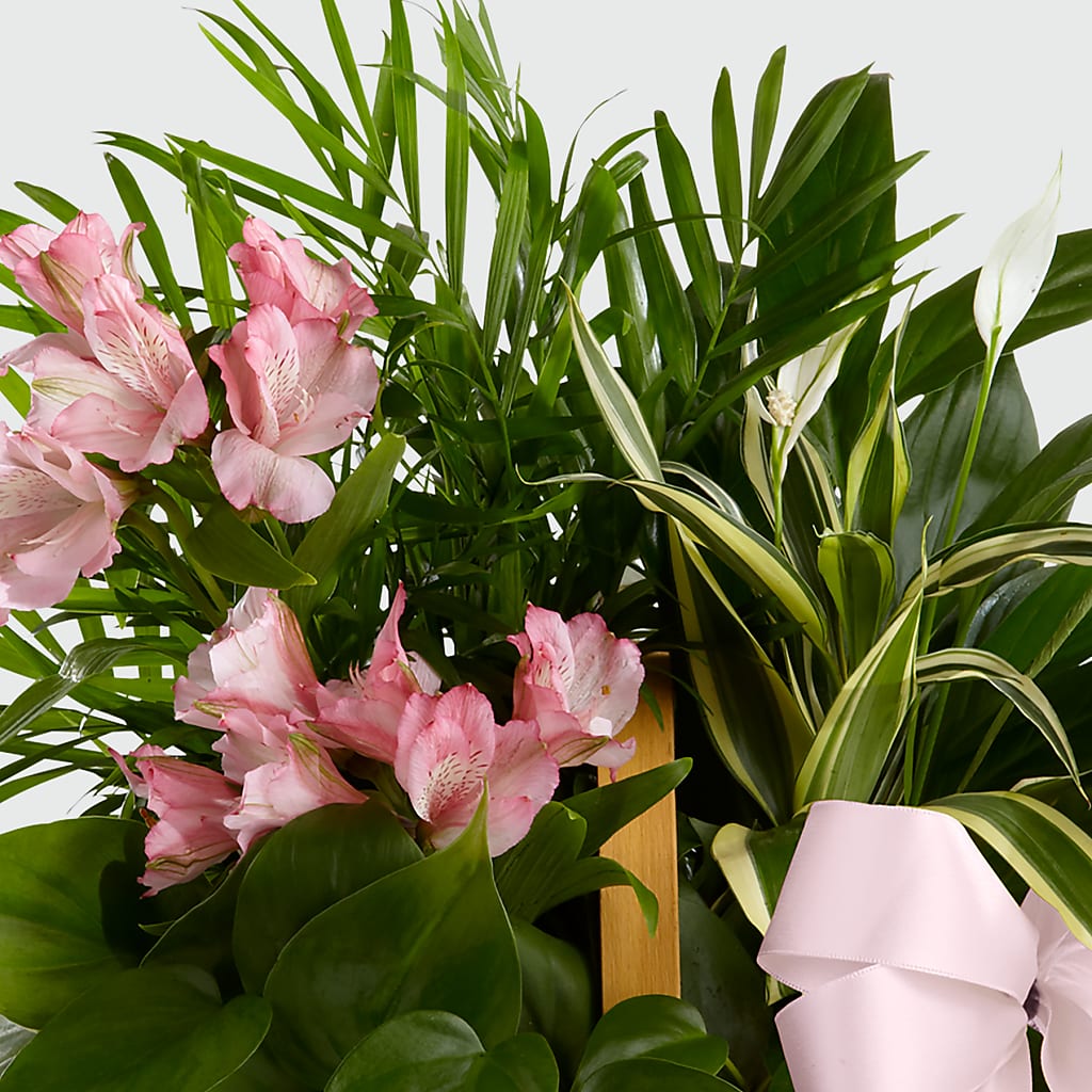 Living Spirit Dishgarden –  Sugardoll Florist, New York NY