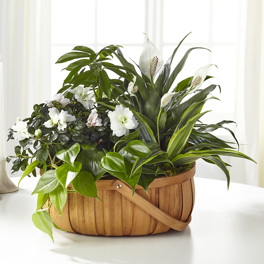 Serene Dishgarden –  Sugardoll Florist, New York NY