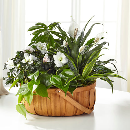 Serene Dishgarden –  Sugardoll Florist, New York NY
