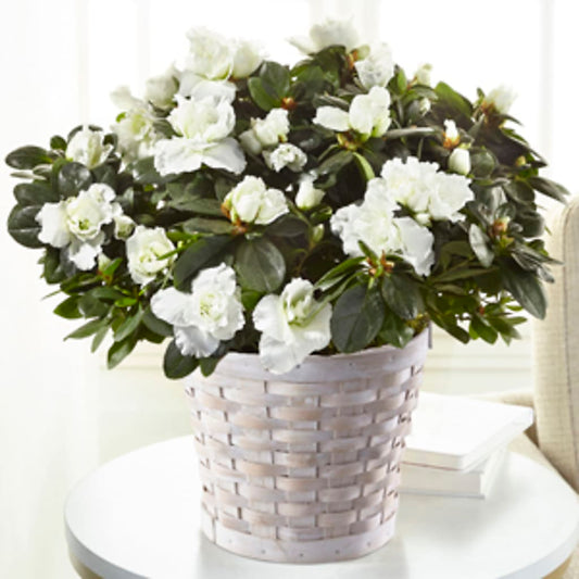 White Azalea Plant –  Sugardoll Florist, New York NY