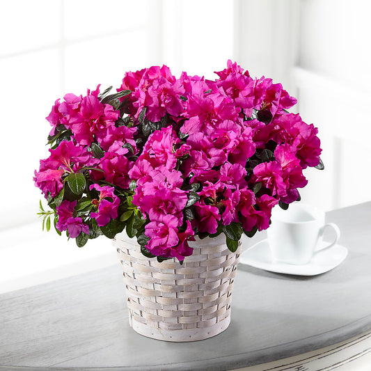 Hope & Serenity Azalea Plant –  Sugardoll Florist, New York NY