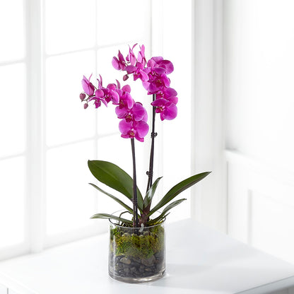 Pink Orchid Plant –  Sugardoll Florist, New York NY