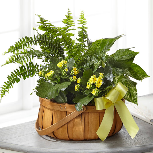 Always Dear Dishgarden –  Sugardoll Florist, New York NY