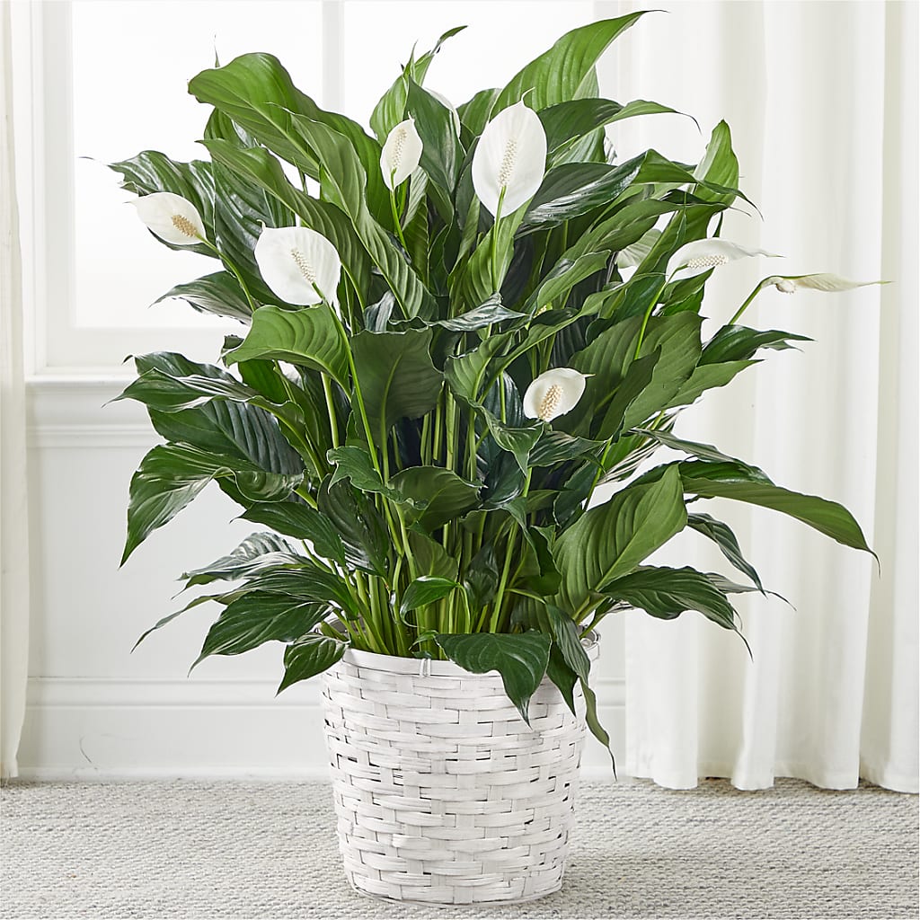A New Leaf Peace Lily –  Sugardoll Florist, New York NY