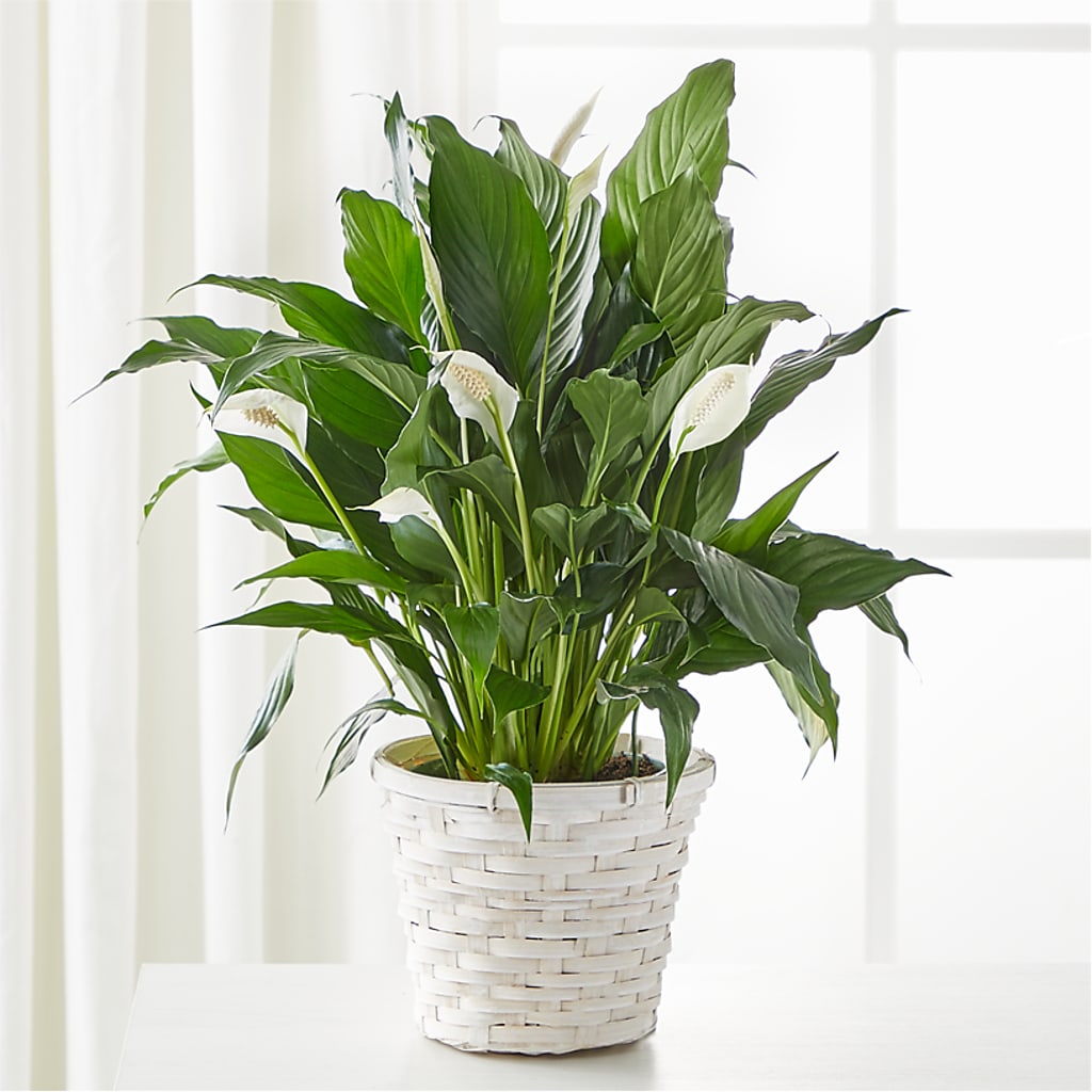 A New Leaf Peace Lily –  Sugardoll Florist, New York NY