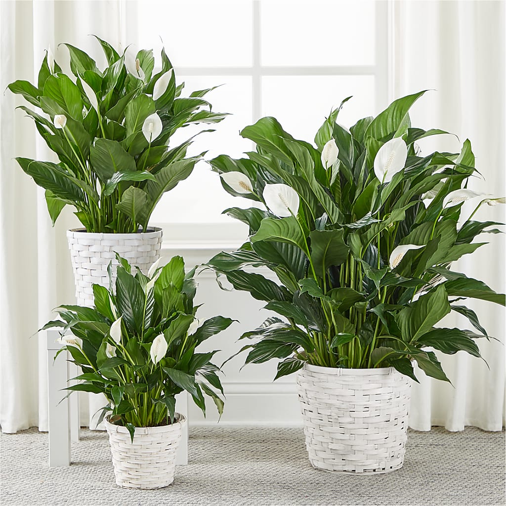 A New Leaf Peace Lily –  Sugardoll Florist, New York NY