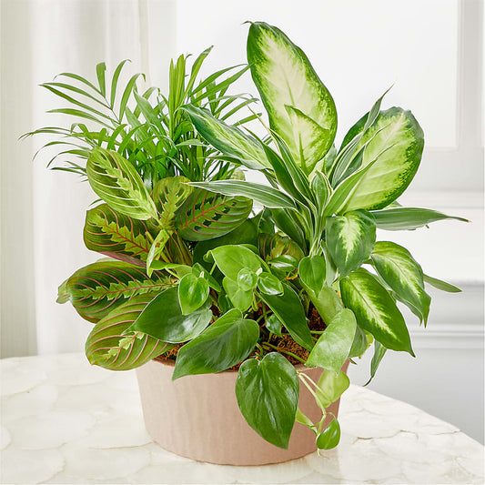 Balance & Harmony Dishgarden –  Sugardoll Florist, New York NY
