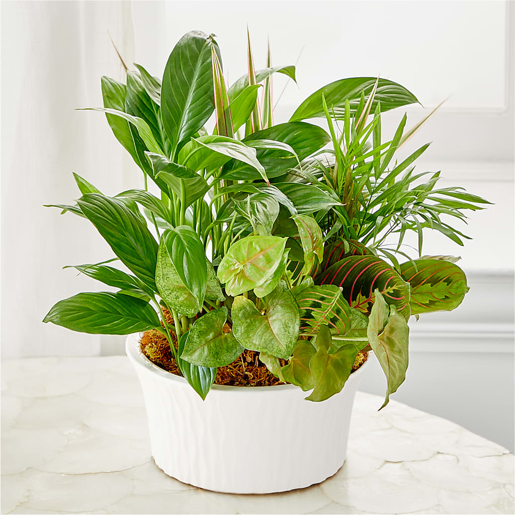 Balance & Harmony Dishgarden –  Sugardoll Florist, New York NY