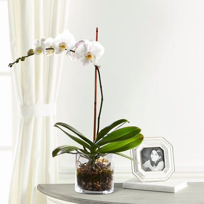 White Orchid Planter –  Sugardoll Florist, New York NY
