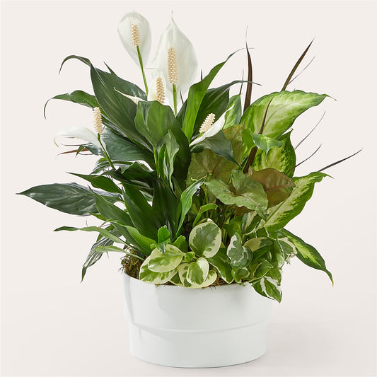 Radiating Positivity Dishgarden –  Sugardoll Florist, New York NY