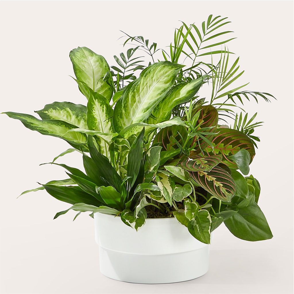 Radiating Positivity Dishgarden –  Sugardoll Florist, New York NY